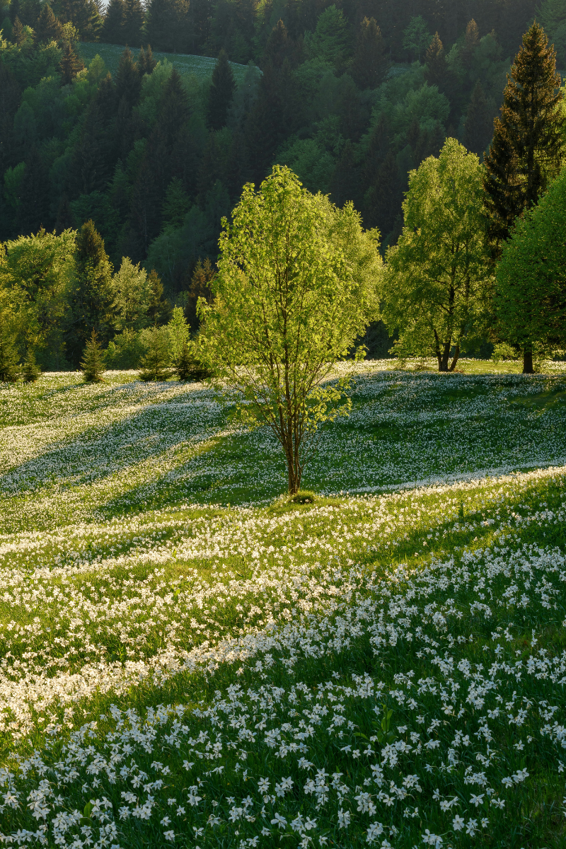 The Nervous System Reset You Actually Need This Spring