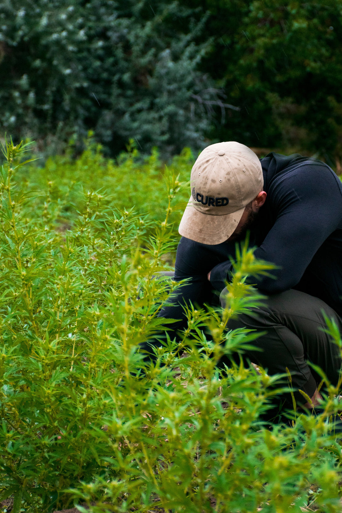 Hemp-Derived CBD and the November 2026 Deadline: What’s at Stake and Why It Matters
