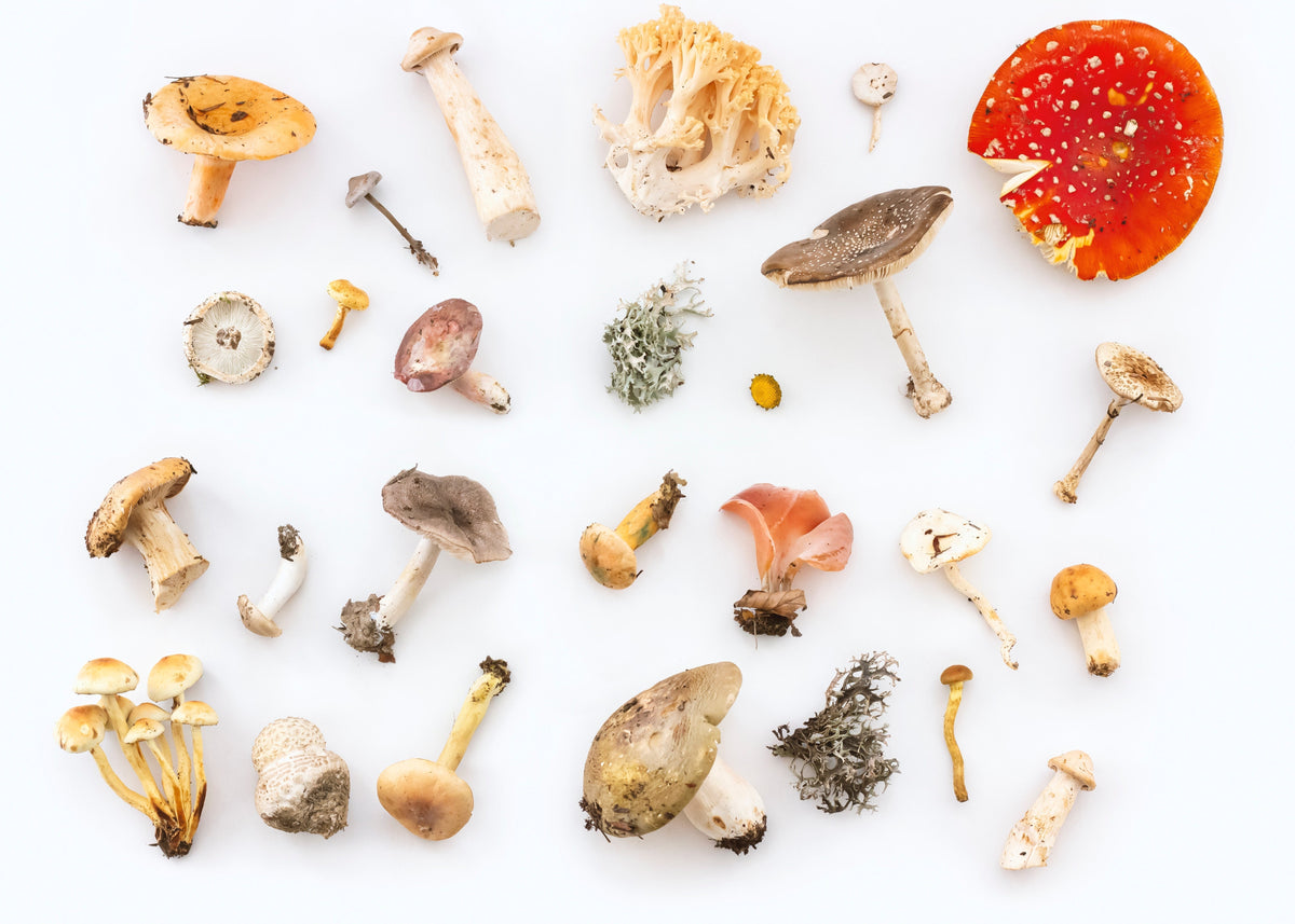 So, You Want To Try Magic Mushrooms…