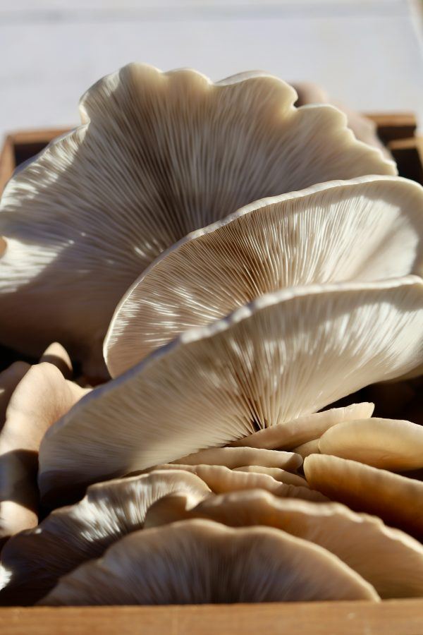 Mushrooms vs. Multivitamins: Which Should You Choose for Optimal Health?