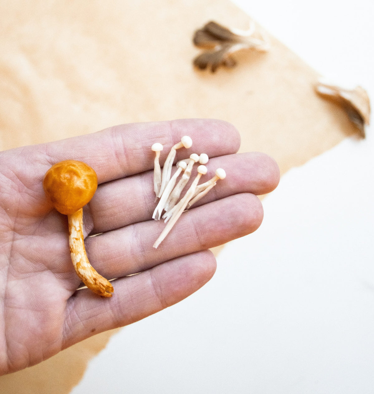 Confused About Mushrooms? Use This Guide To Find Your Match.