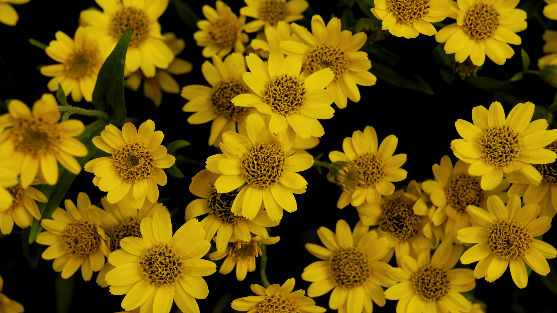 Product Highlight Image