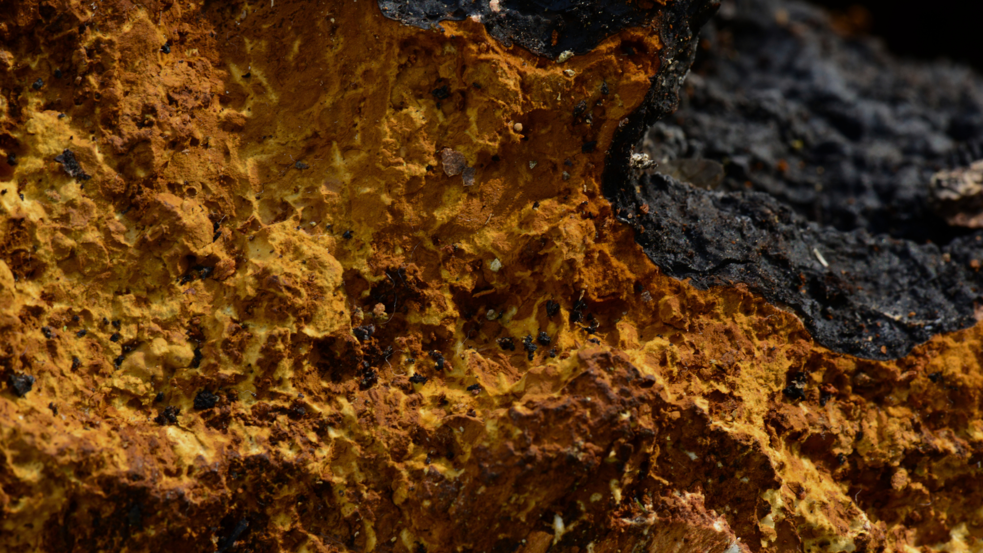 Product Highlight Image