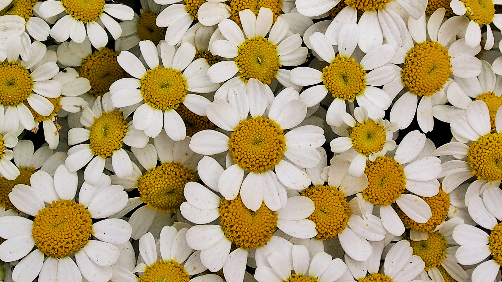 Product Highlight Image