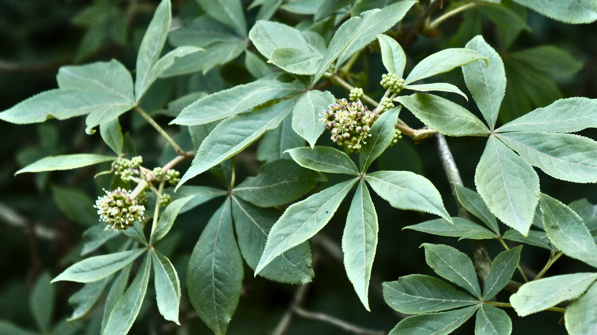 Product Highlight Image