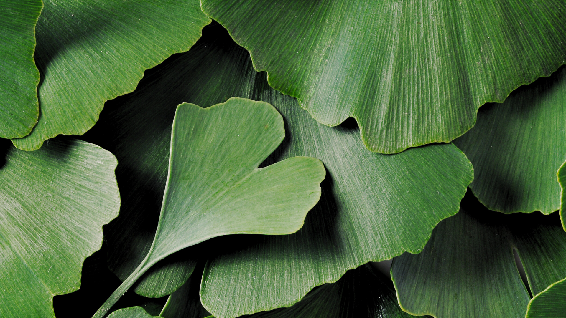 Product Highlight Image