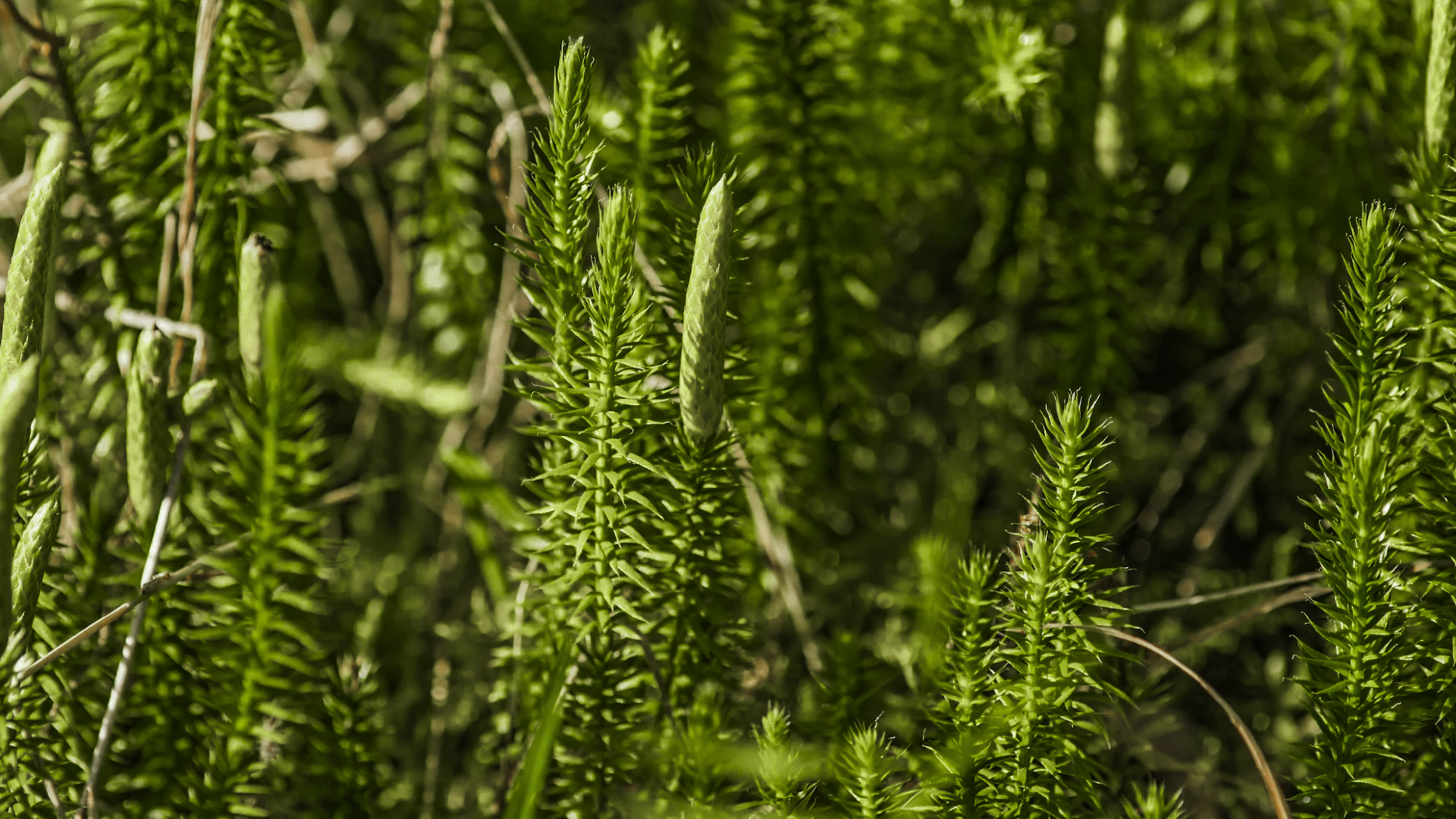 Product Highlight Image