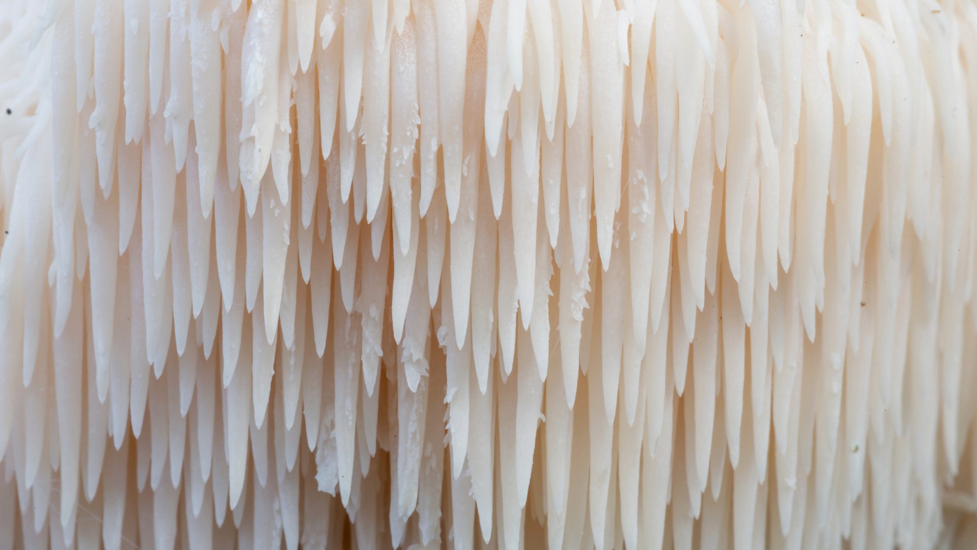 Product Highlight Image