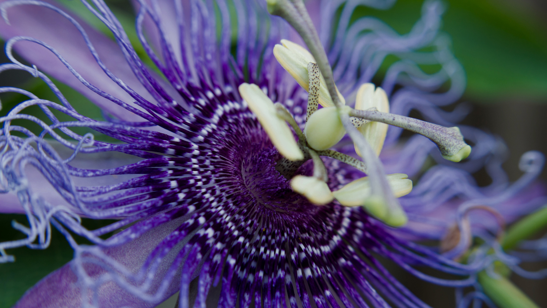 Product Highlight Image