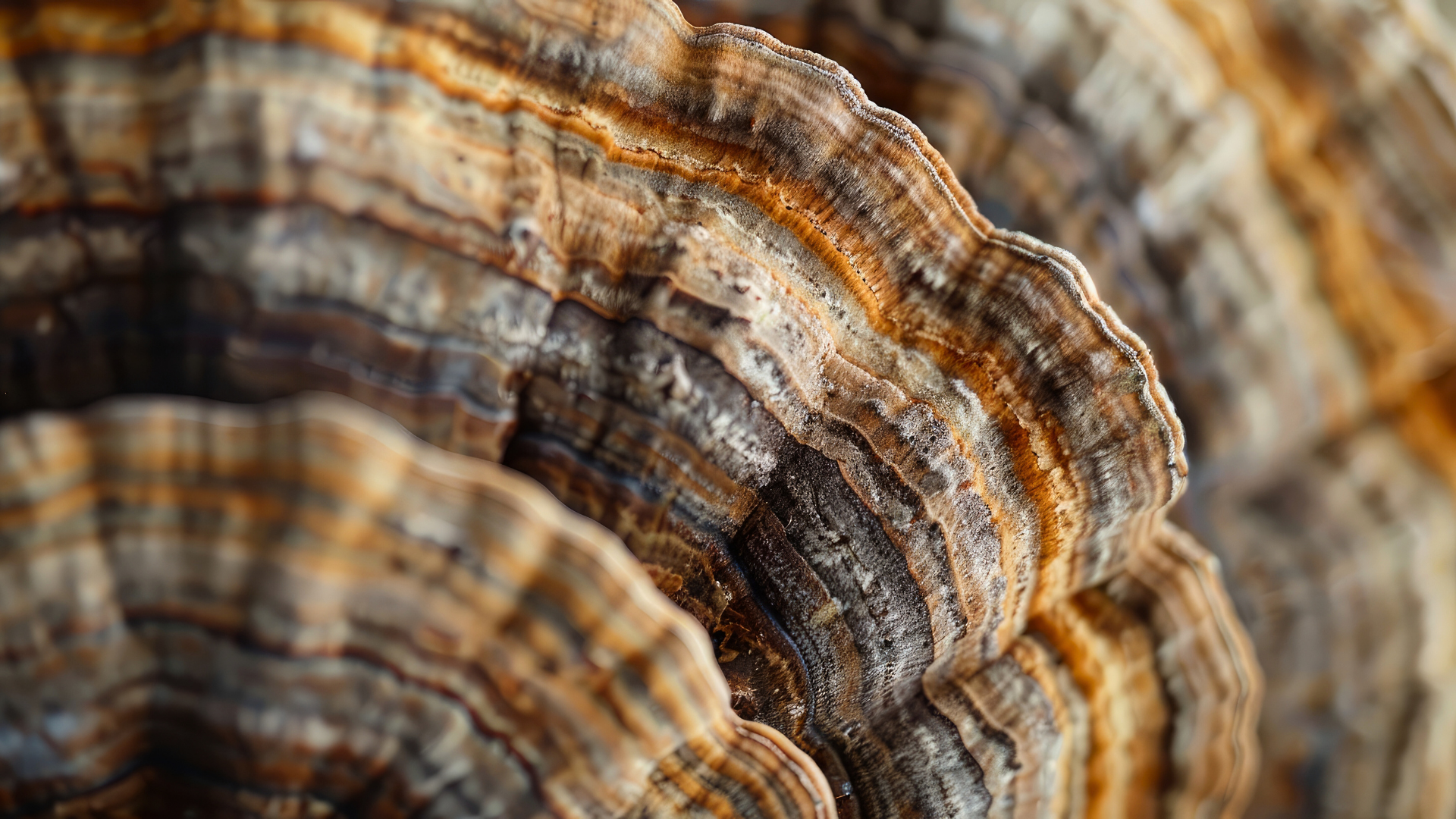 Product Highlight Image