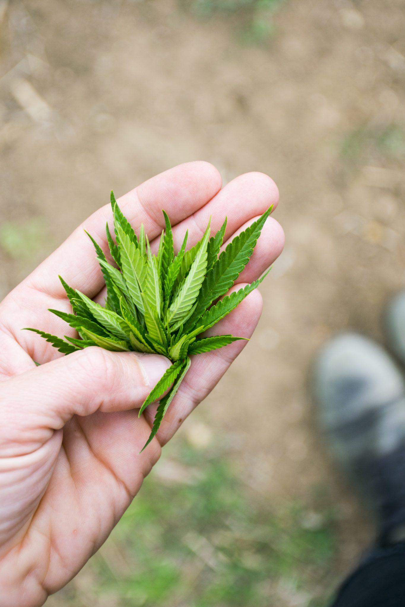 Hemp Hearts. The Perfect Source of Plant-Based Protein. | CURED Nutrition 